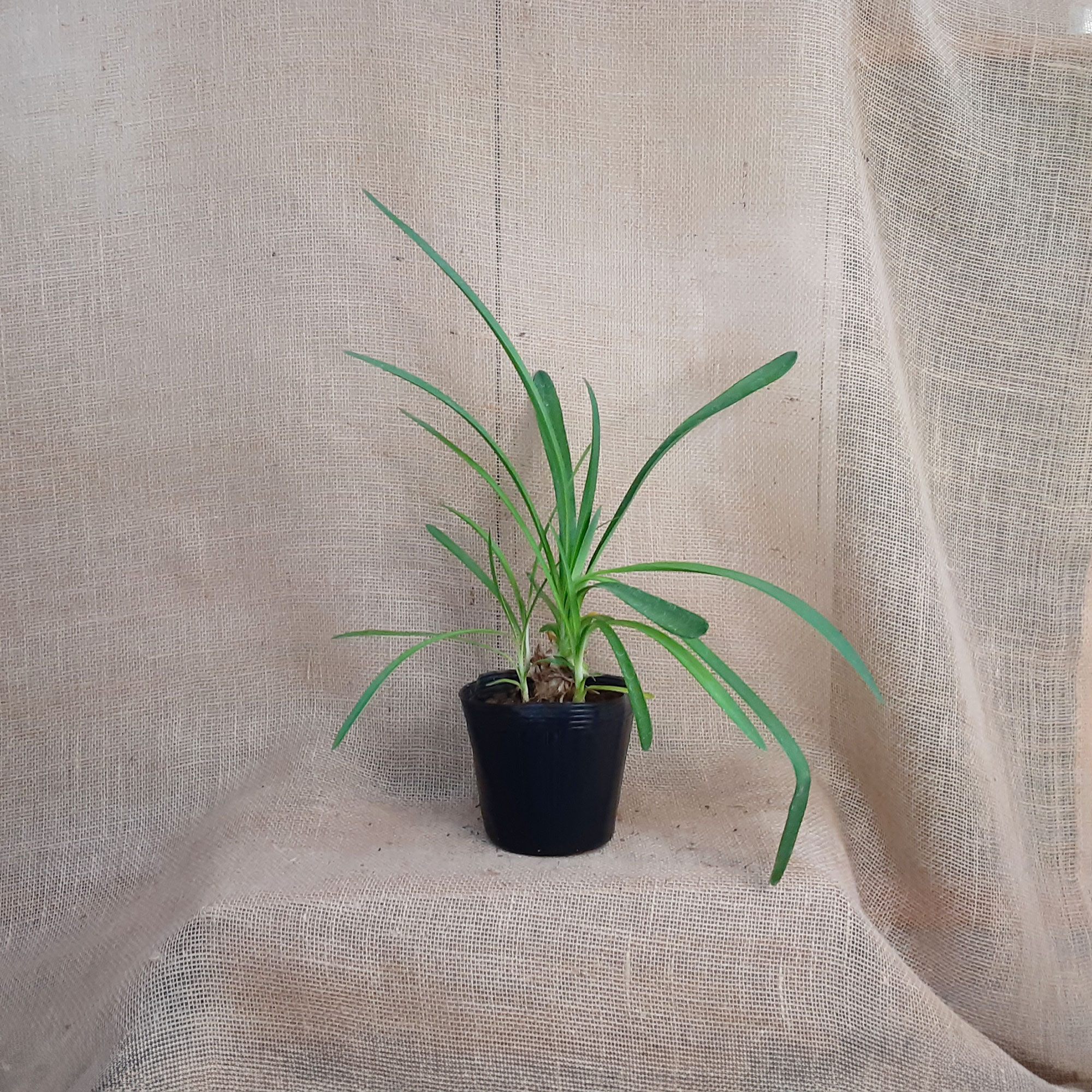 矮性アカンサス 楽天市場】アガパンサス（矮性：ワイセイ） 5号 プラスチック鉢