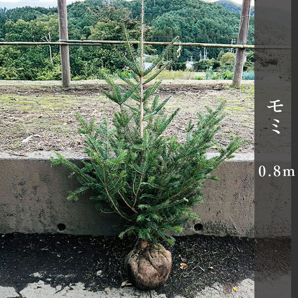 楽天市場】もみの木 苗 【ウラジロモミ】 約1.0m 根巻き苗 クリスマス