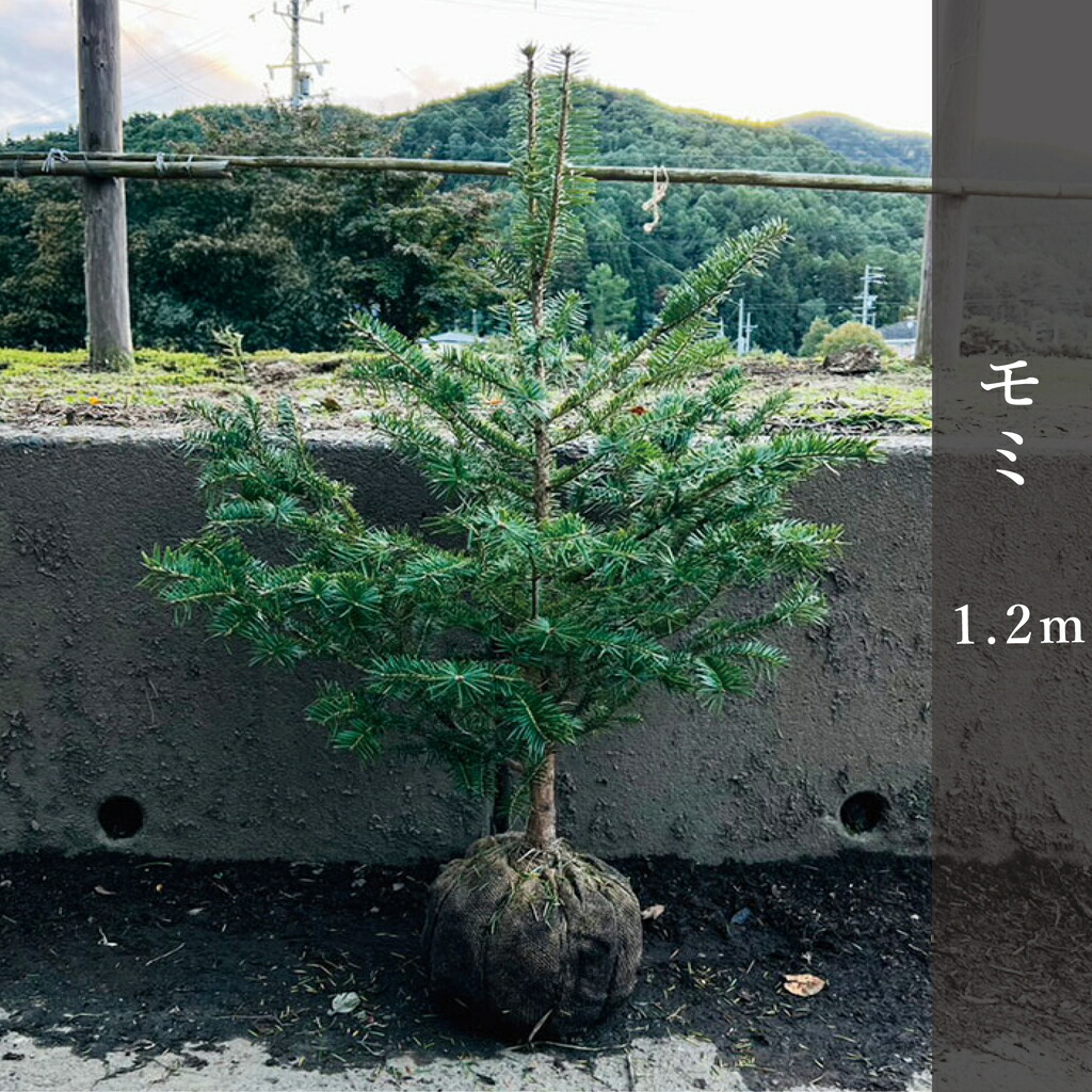 楽天市場】◇送料無料◇もみの木 苗 【ウラジロモミ】 約1.0m 根巻き苗