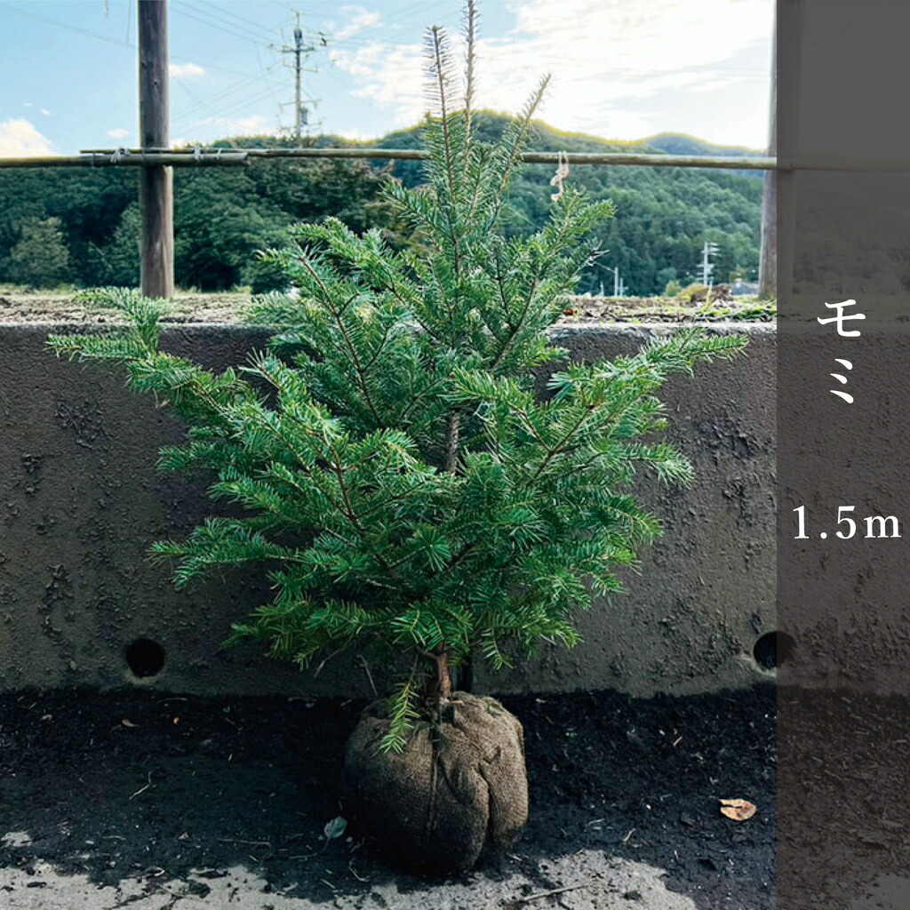 希少な落葉樹 良品の アオモジ 437 樹高2.1m位 青文字 高級楊枝 希少な落葉樹 良品の アオモジ 437 樹高2.1m位 青文字 高級楊枝