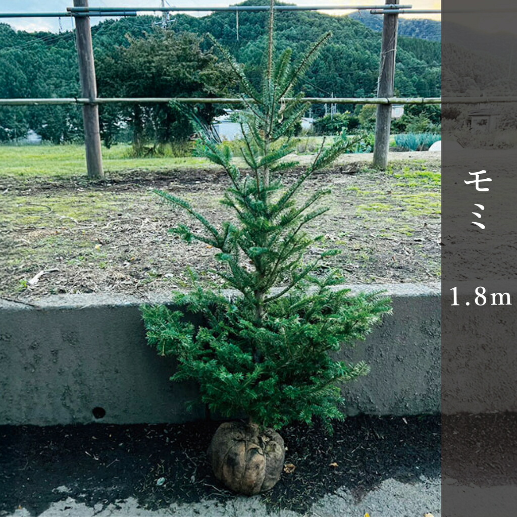 楽天市場】モミ1.2m │ クリスマスツリー 【期間限定】国産もみの木