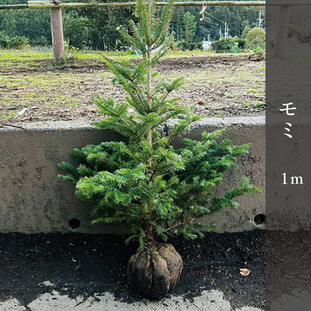 もみの苗木　約1メートル‼️お客様ご注文品♪ 楽天市場】もみの木 苗 【ウラジロモミ】 約1.0m 根巻き苗 クリスマス