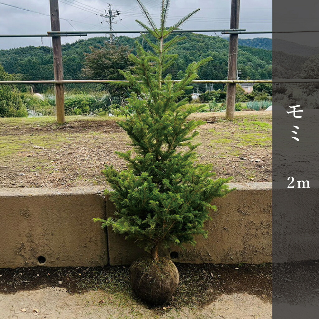 楽天市場】モミの木 【もみの木高さ180cm】クリスマスツリーに最適