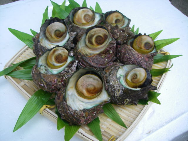 楽天市場】日本海産☆天然活サザエ1kg【約10個】【天然サザエ】【新鮮