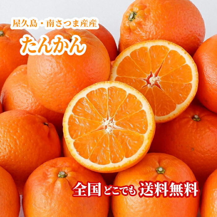 【送料無料・即発送可】屋久島・南さつま産たんかん5kg【冬季限定出荷】 冬 みかん かんきつ類 無添加 屋久島 南さつま フルーツ ギフト 贈答品 内祝い 熨斗 対応　新鮮直送