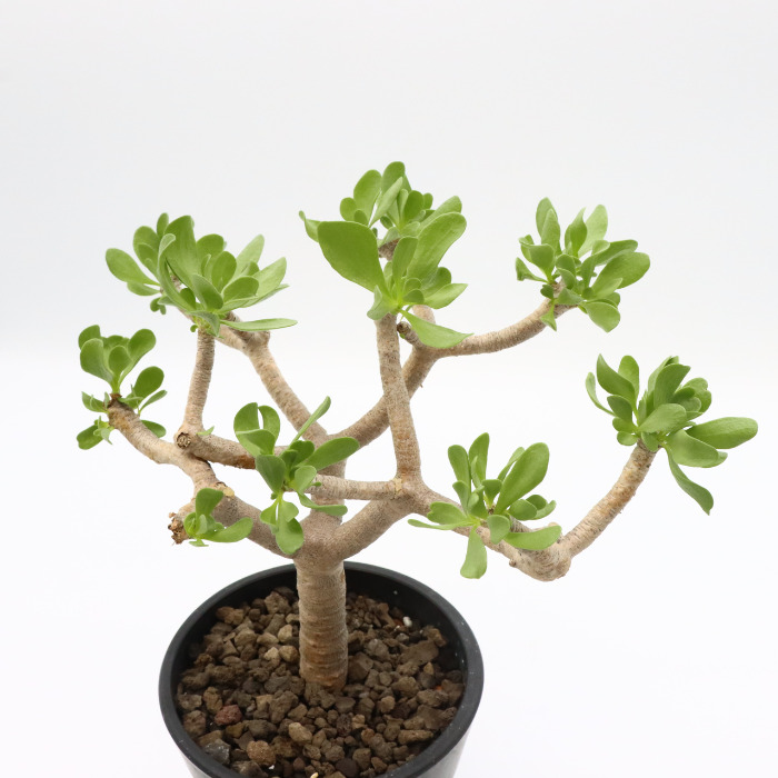 シルバー/レッド 【塊根植物】オトンナ フルカタ - crumiller.com