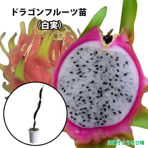 楽天市場】ホワイトサポテ苗 スマザーズ種 接木苗 : 沖縄サトウキビ畑