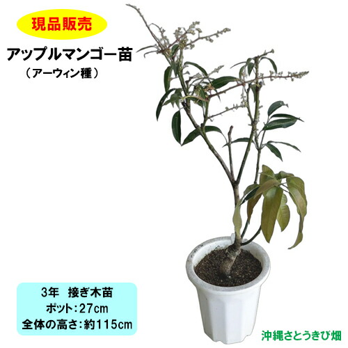 【現品販売】アップルマンゴー苗(アーウィン種)接木 3年苗 |沖縄 果物 果実 フルーツ 南国 デザート おやつ 甘い 自家菜園 家庭菜園 とろける食感 濃厚な甘み ギフト 育てやすい|沖縄サトウキビ畑