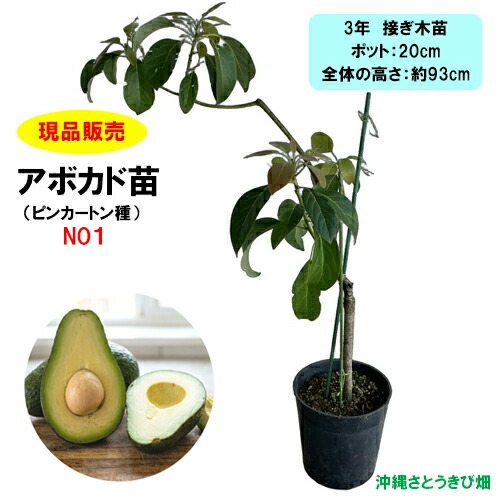 【現品売りわたす】アヴォカード苗 ピンカートン種 接木苗 NO1   |沖縄 蔬菜苗 熱帯生り物 南国 自分自身家庭菜園 身寄り家庭菜園