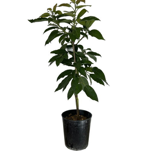 楽天市場】【ベーコン種】 アボカド Bタイプ 3年生 10号スリット鉢大苗