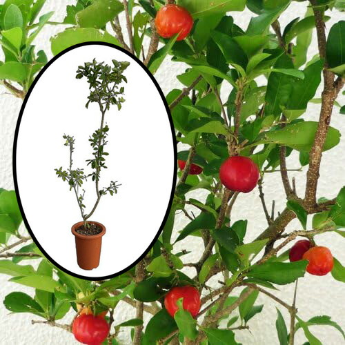 楽天市場】赤シャカトウ苗(赤釈迦頭苗) 実生苗 : 沖縄サトウキビ畑