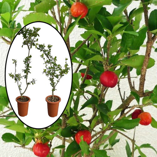 レッドアテス】 赤釈迦頭 6年生苗 バンレイシ科（25cmロングポット