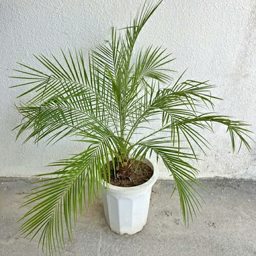 楽天市場】小さな南国 ミニサイズフェニックス ロベレニー 6号鉢 植え