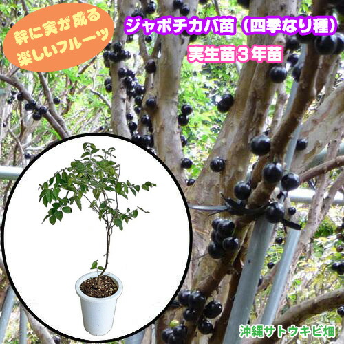 実付20ジャボチカバ四季咲サバラ耐寒性 実付20ジャボチカバ四季咲サバラ耐寒性