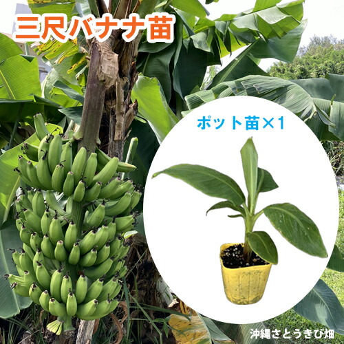 楽天市場】ダージリンバナナ 【レッドタイガー】 実生 3号ポット苗