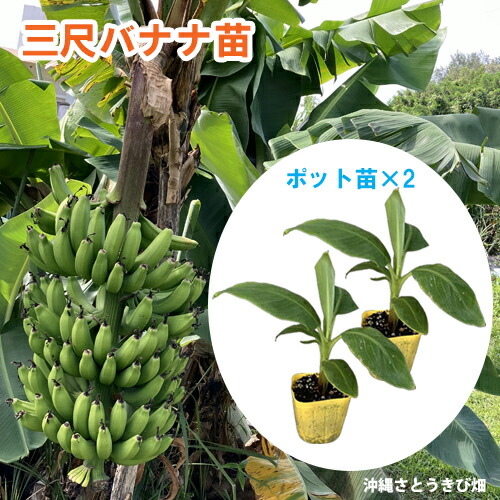 【冬季限定価格】★レッドタイガーバナナ★苗 冬季限定価格】☆レッドタイガーバナナ☆苗 冬季限定価格】☆レッド