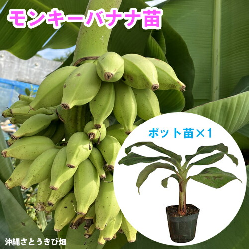 グアバの苗木　大実(赤) 取木苗 Amazon | 大実グァバ苗 (グアバ苗)(赤実) 取木苗 | 果物