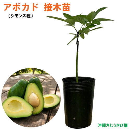 楽天市場】◇送料無料◇ アボカド 苗 【ズタノ】 2年生接ぎ木苗