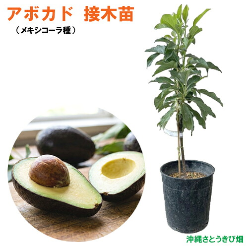 楽天市場】ホワイトサポテ苗 スマザーズ種 接木苗 : 沖縄サトウキビ畑