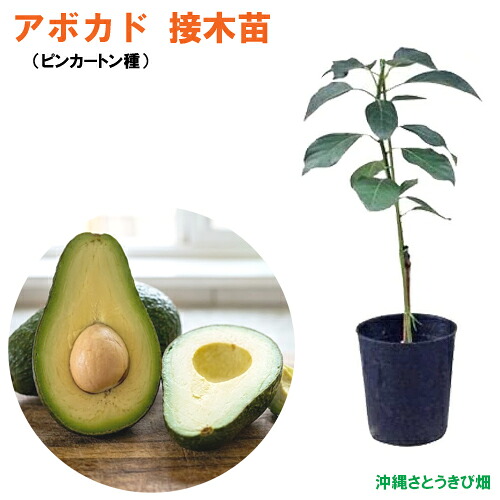 楽天市場】ホワイトサポテ苗 スマザーズ種 接木苗 : 沖縄サトウキビ畑