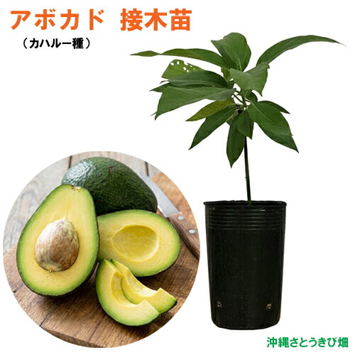 楽天市場】【モンロー種】 アボカド Bタイプ 1年生 接木 苗木 : 苗木部