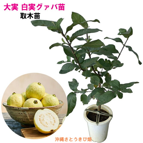 大実 白実 グァバ苗 (バンジロウ苗)  取木苗   |沖縄 果物 木ノ実 フルーツ 南国 乾荒原 トロピカル 自分自身家庭菜園 身寄り家庭菜園 庭木 生り木 バンシルー グアバ