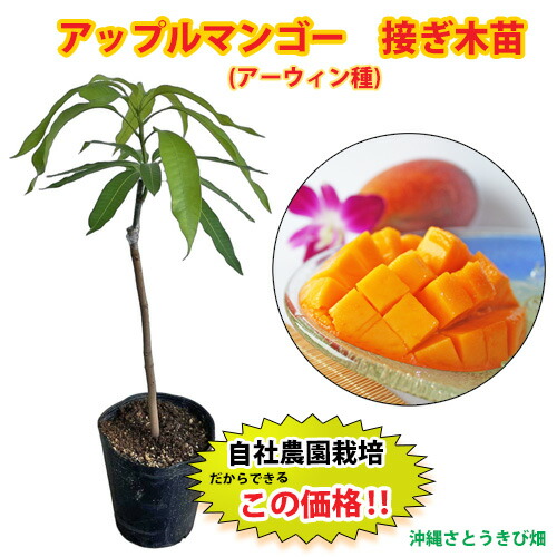 楽天市場】マンゴー アーウィン 6号鉢 送料無料 アップルマンゴー 接木