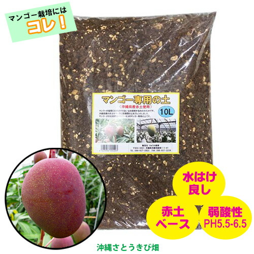 楽天市場】アップルマンゴー苗（アーウィン種）接木苗 マンゴー専用の