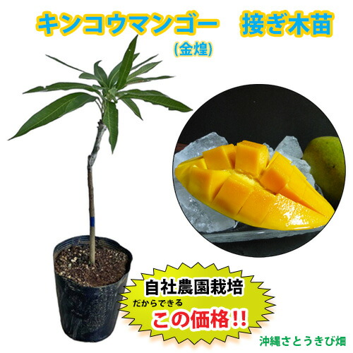 楽天市場】マンゴー 紅キンコウ 6号接ぎ木苗 : 千草園芸