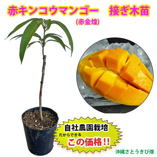 楽天市場】マンゴー 紅キンコウ 6号接ぎ木苗 : 千草園芸