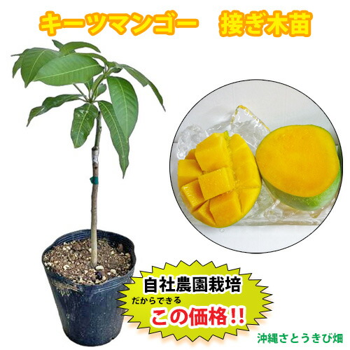 キンミツ　マンゴー苗　6号サイズ　接木 キンミツ マンゴー苗 6号サイズ 接木 楽天市場】マンゴー 紅キンコウ 6