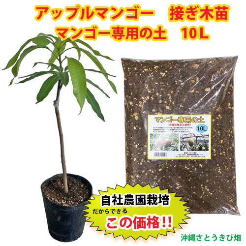 楽天市場】マンゴー アーウィン 6号鉢 送料無料 アップルマンゴー 接木