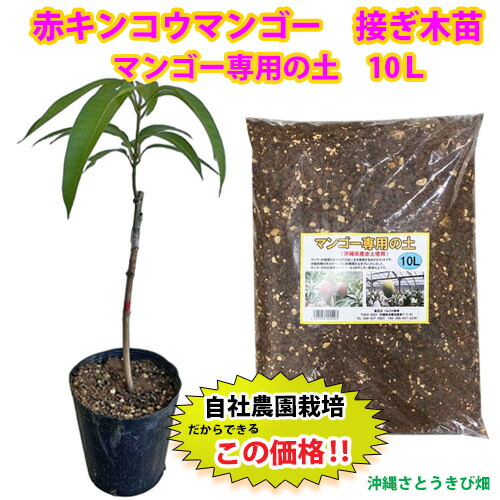 楽天市場】マンゴー 紅キンコウ 6号接ぎ木苗 : 千草園芸