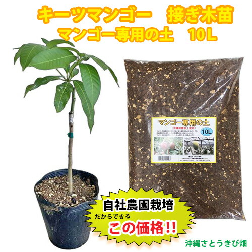 楽天市場】【現品発送】マンゴー マハチャノック 6号接ぎ木苗 : 千草園芸