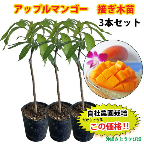 楽天市場】マンゴー 苗 ジル 6号鉢 送料無料 アップルマンゴー 接木苗