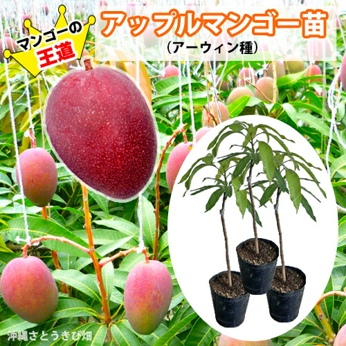楽天市場】マンゴー 苗 マハチャノック 6号鉢 送料無料 アップル