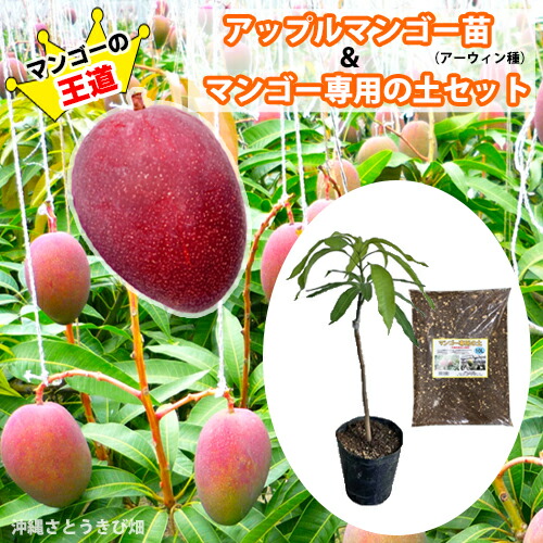 楽天市場】マンゴー 紅キンコウ 6号接ぎ木苗 : 千草園芸
