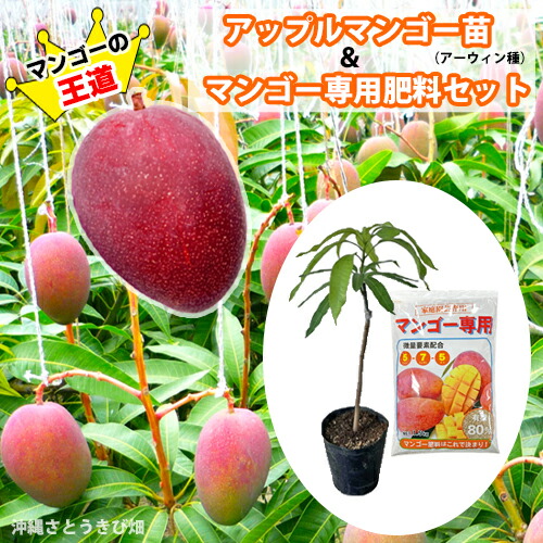 楽天市場】【鹿児島県 指宿産 アップルマンゴー苗木 アーウィン種 3〜4