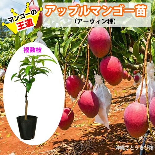 楽天市場】マンゴー アーウィン 6号鉢 送料無料 アップルマンゴー 接木