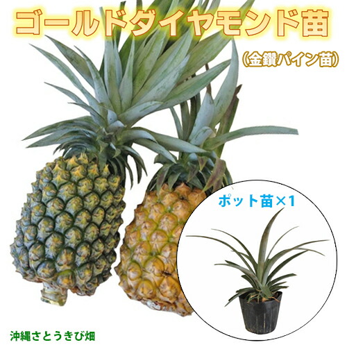 楽天市場】ホワイトサポテ苗 スマザーズ種 接木苗 : 沖縄サトウキビ畑