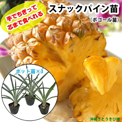 楽天市場】ホワイトサポテ苗 スマザーズ種 接木苗 : 沖縄サトウキビ畑