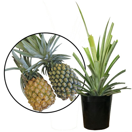 楽天市場】種なしグァバ苗(グアバ苗)(白実) 接木苗 : 沖縄