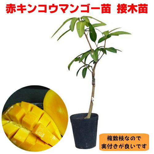 楽天市場】キンミツマンゴー苗（金蜜）接木苗 : 沖縄サトウキビ畑