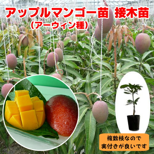 楽天市場】☆希少☆レア☆数量限定☆【キンコウマンゴー苗木1本