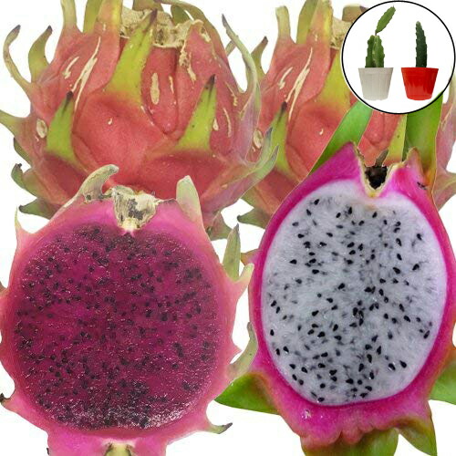 楽天市場】赤シャカトウ苗(赤釈迦頭苗) 実生苗 : 沖縄サトウキビ畑