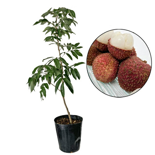 ライチ　取木　黒葉　レイシ　リュウガン ライチ 取木 黒葉 レイシ リュウガン ライチ 取木 黒葉 レイシ