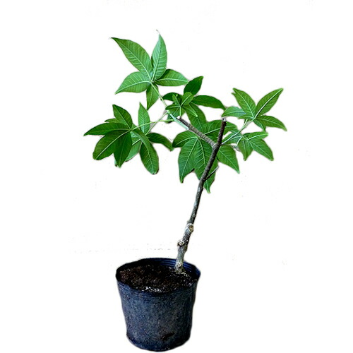 ホワイトサポテ苗木☆ホワイトサポテ（ゴールデングローブ種）接木 ホワイトサポテ実生苗木 -