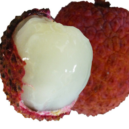 楽天市場】ライチ 苗 【 ジャカパット】接木苗 レイシ ライチー 茘枝