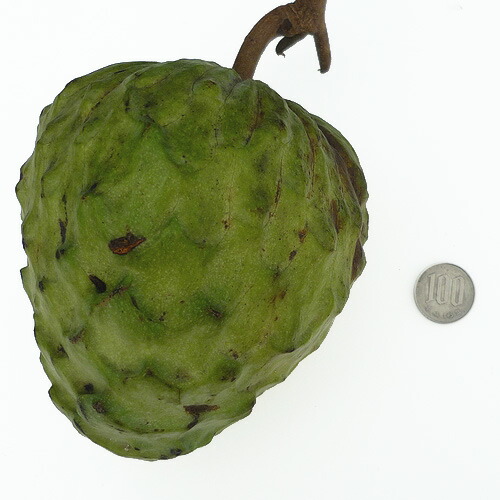 楽天市場】赤シャカトウ苗(赤釈迦頭苗) 実生苗 : 沖縄サトウキビ畑