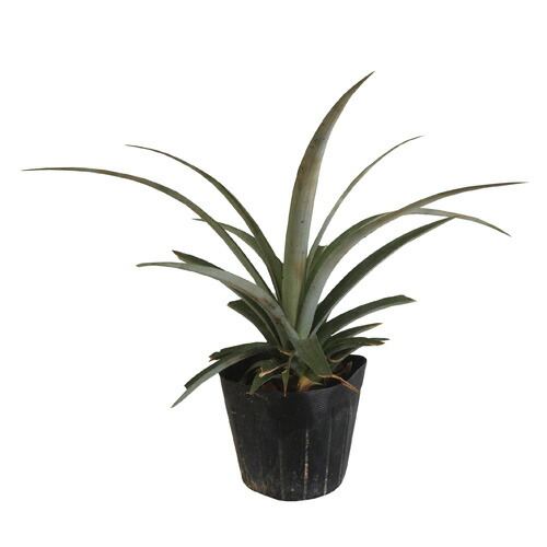 ❶ホワイトサポテ　耐寒性接木苗　【特選スマザーズ】 ➀ホワイトサポテ 耐寒性接木苗 【特選スマザーズ】 苗木・植木